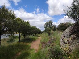 Flora del Cerro Masatrigo